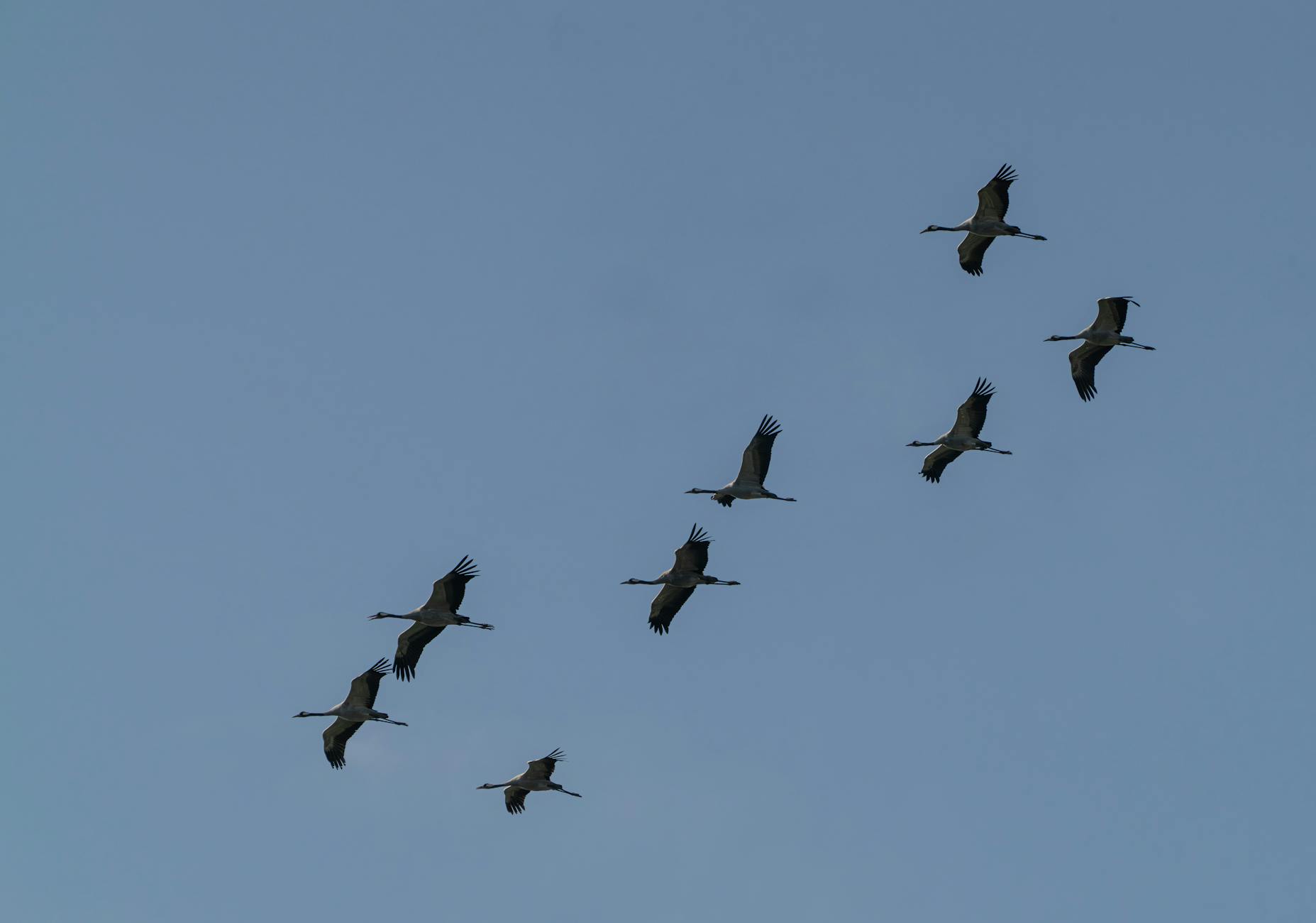 Bandada de cigüeñas blancas en vuelo migratorio sobre el cielo de España