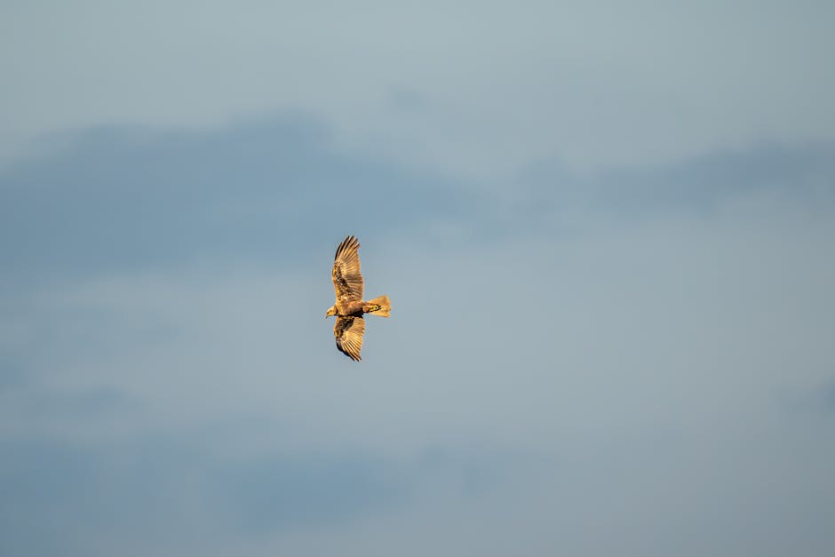 Aguilucho pálido sobrevolando el paisaje estepario de las Bardenas Reales en Navarra
