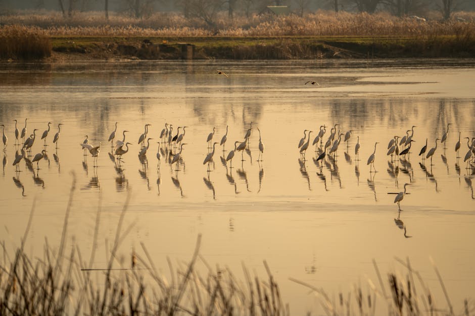 Garcetas y garzas reales en el Delta del Ebro durante la migración postnupcial