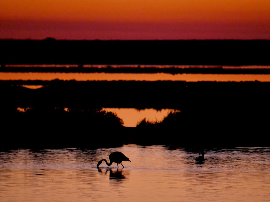 Flamencos rosas en las marismas del Parque Nacional de Doñana al amanecer